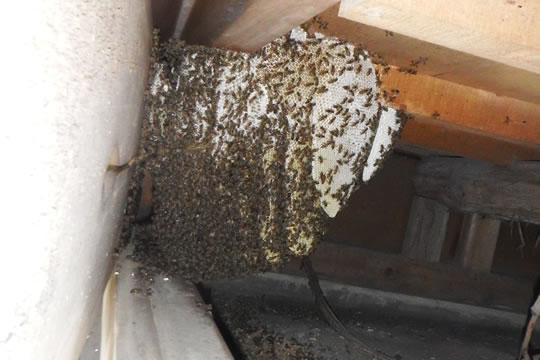 【天井裏】ハチの巣 写真