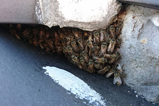 【屋根】ハチの巣 写真